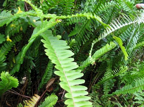 Nephrolepis cordifolia - UF/IFAS Assessment - University of Florida ...