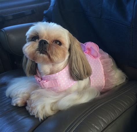 Shih Tzu Ka-Leigh with her new harness dress | Cute little puppies ...