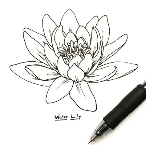 Pin on Tattoos | Lilies drawing, Water lily tattoos, Lotus flower drawing