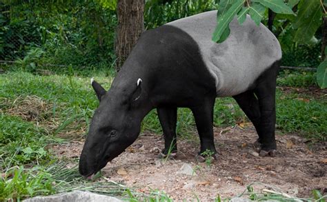 Ask Us: How did tapirs evolve? | Science Illustrated