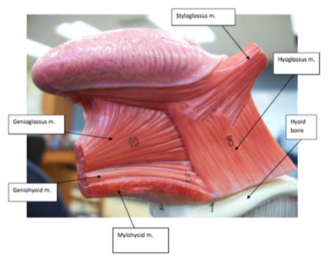 Tongue muscles (side view): Lab Practical 3 Diagram | Quizlet