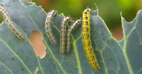 How To Control The Caterpillars Eating Your Garden | Insecticida