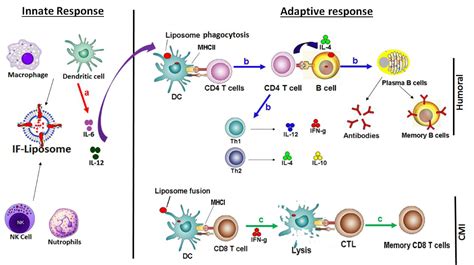 Simultaneous induction of innate and adaptive immune response by ...