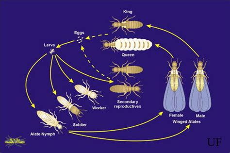 Formosan Subterranean Termite