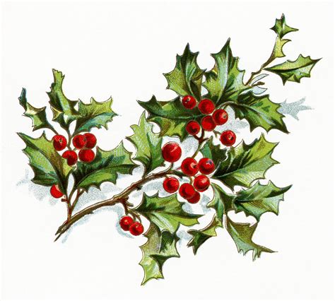 Holly Berries Drawing at GetDrawings | Free download