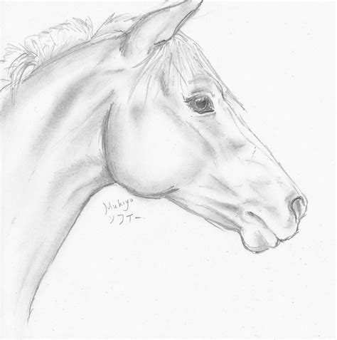 Pin by Míša Hutařová on horse | Horse head drawing, Horse sketch, Horse ...