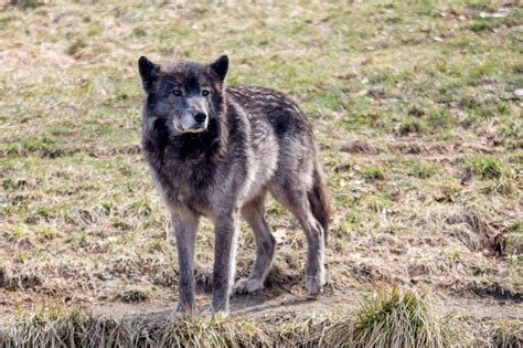 Gray wolf (Male) | Grey wolf, Animals, Wildlife