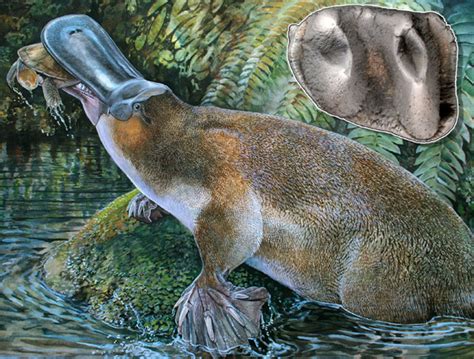 Scientists discover ancient giant duck-billed platypus « Eco Facts