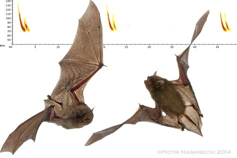 African Bats: Conservation in the Time of Ebola — Jen Guyton