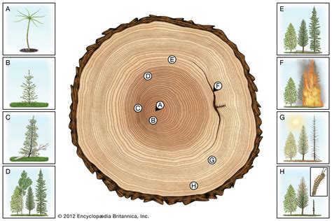 Growth ring | Annual Rings, Cambium Layer & Xylem Cells | Britannica