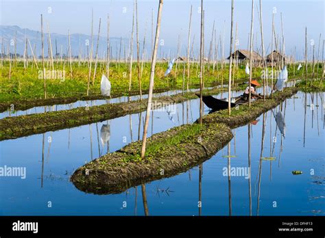 Floating gardens at Inle Lake, Myanmar, Asia Stock Photo - Alamy