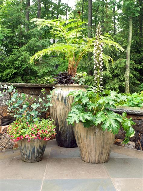 Plants for Your Patio | HGTV