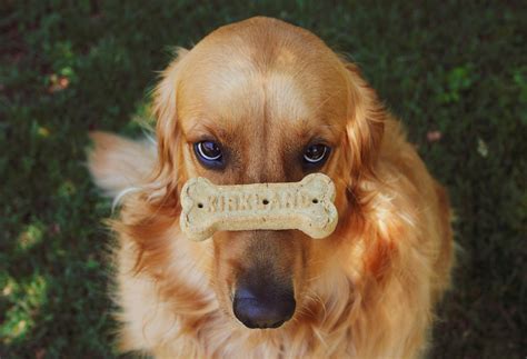 Best Dog Food For Golden Retrievers - Dakota Says