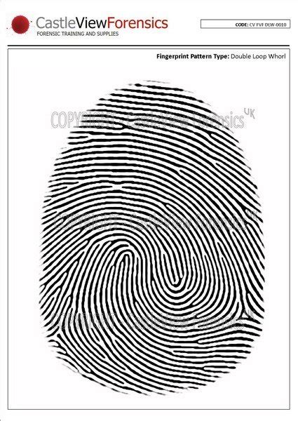 Flat Vector Fingerprints - Double Loop Whorls - Forensic Supplies ...