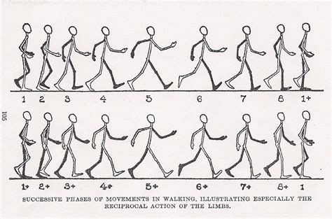 Image result for walk chart animation ... | Walking animation, Animated ...