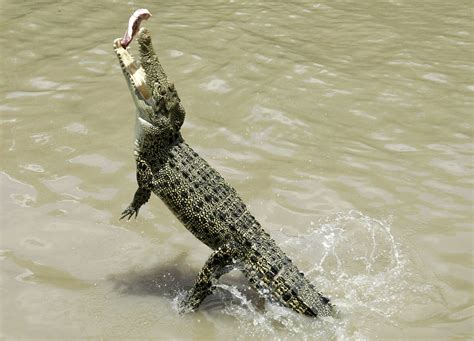 Coroner issues warning after shocking crocodile attack | wtsp.com