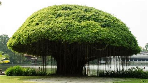 National Tree Of India | Banyan | RitiRiwaz