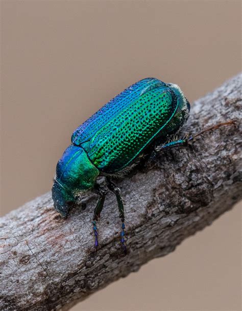 Green Scarab Beetle | Beetle, Scarab beetle, Arthropods