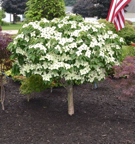 KOUSA DOGWOOD OrnamentalTree ~White bloom~ "Red fruit" 5+ Perennial ...