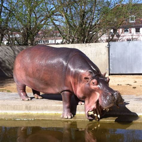 Pin von Pam Harper auf Hippos | Flusspferd, Säugetiere, Afrikanische tiere