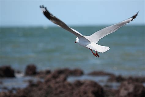 Free Seagulls At The Beach Stock Photo - FreeImages.com