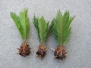 HOW TO GROW A SAGO PALM FROM SEED |The Garden of Eaden