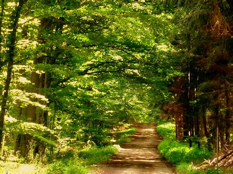 A la découverte de la forêt française | Un Français en Angleterre