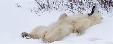 Behavior | Polar Bears International