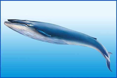 Blue Whale Facts: Breathtaking Gentle Giants of the Ocean - Animal Sake