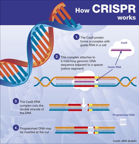 Crispr Cas9 Diagram