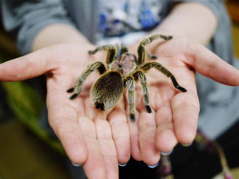 So Your Child Wants a Pet Tarantula? - Women Daily Magazine