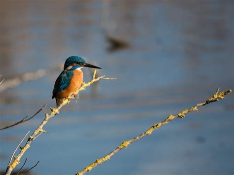 Kingfisher Symbolism & Meaning (+Totem, Spirit, & Omens) | World Birds