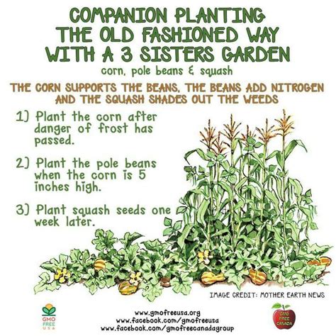 Gardening 101: The Three Sisters | Garden companion planting, Companion ...