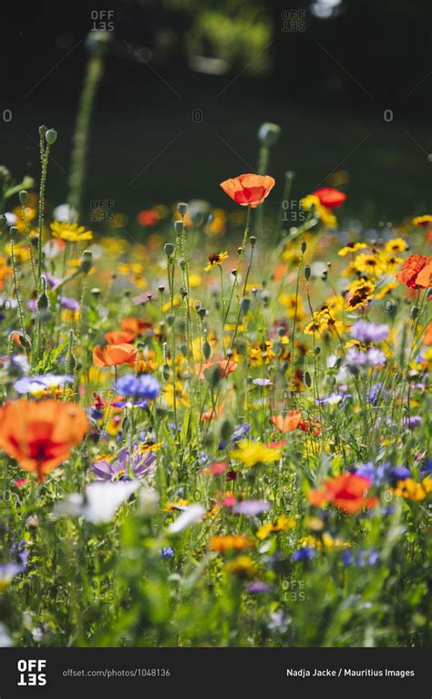 Beautiful landscape of wildflower meadow stock photo - OFFSET