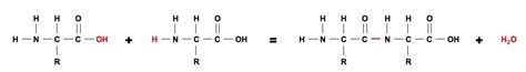 Formation of Dipeptide Bond