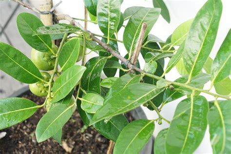 How to Grow Black Sapote