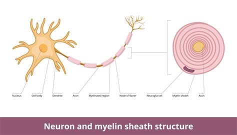 Myelinated Axon Diagram