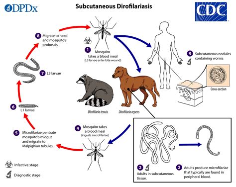 Ciclo De Vida Da Dirofilaria Immitis Fonte Adaptado De Cicarino 2009 ...