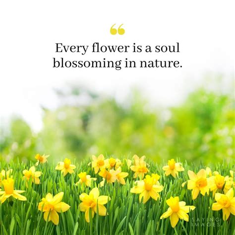 35 Beautiful Flower Quotes to Celebrate Life, Hope, and Love ...