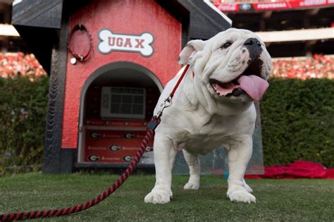 Eight reasons why Uga is the best mascot - UGA Alumni