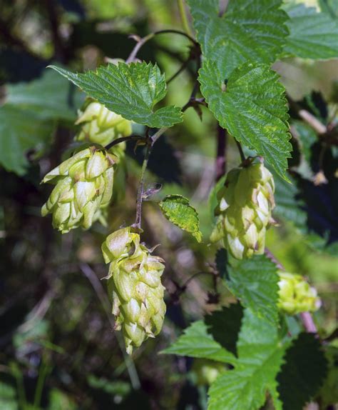 Fertilizing Hops Plants - Information On Hops Fertilizer Requirements ...