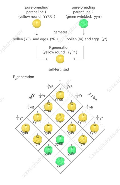 Mendelian genetics, Punnett square - Stock Image - C023/8582 - Science ...