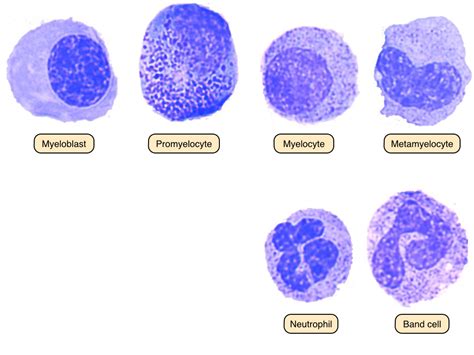 Megakaryocytes