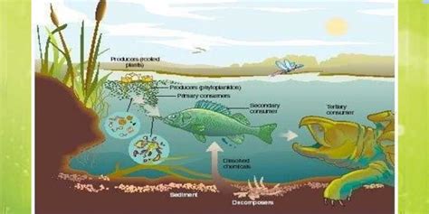 Pond Ecosystem Drawing