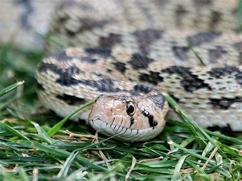 Reptiles - Gopher Snake - Tim Avery Birding.com Photos | Utah Birds ...