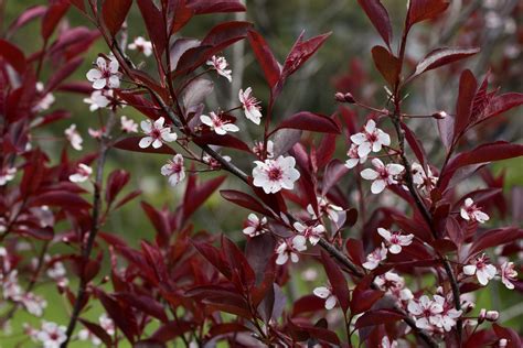 Purple Leaf Sand Cherry: Plant Care & Growing Guide