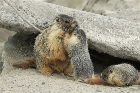 Yellow Bellied Marmot (Rock Chuck) Facts, Habitat, Diet, Pictures