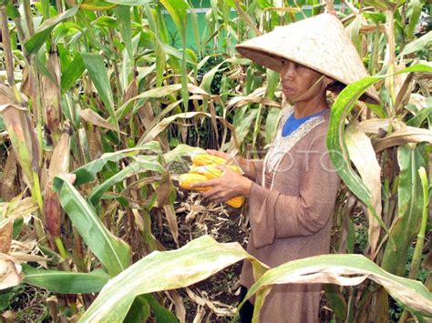 PANEN JAGUNG | ANTARA Foto