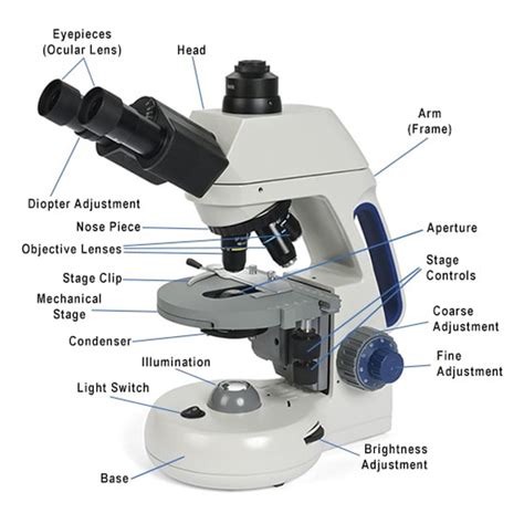 Compound Microscope Parts, Functions, and Labeled Diagram - New York ...