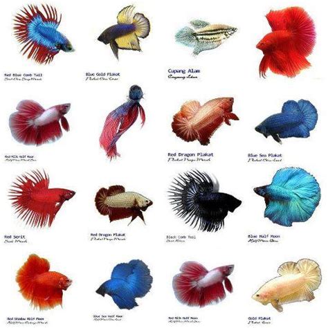 Bettas, tail types. … | Tropical fish aquarium, Betta fish types, Betta ...